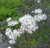 Thalictrum-Ghent-Ebony-1-copy-scaled — копия